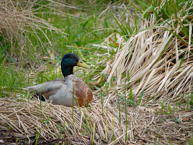 mallard duck lake musconetcong P1176087_DxO