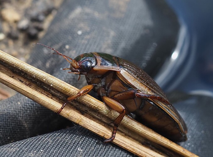 Beetle - Dytiscus marginalis (Great Diving Beetle) Kingfisher Barn, Bournemouth