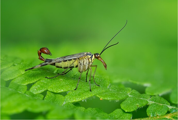 Scorpion Fly