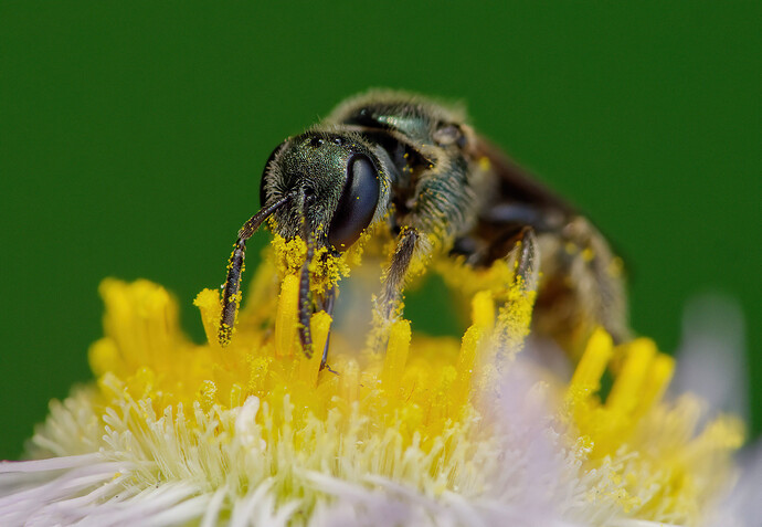 sweat bee aster P1214172_DxO_2