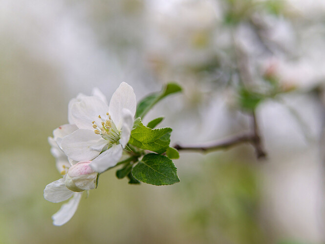 pear blossoms P1010239_DxO