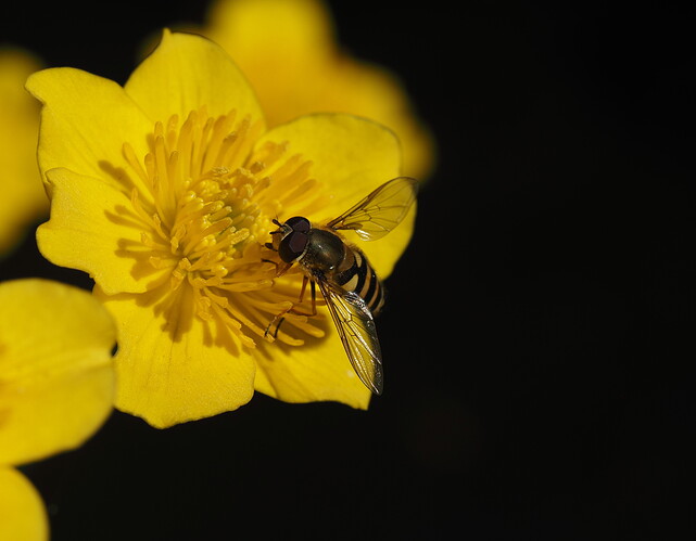 Hoverfly - Syrphus ribesii 230421 2