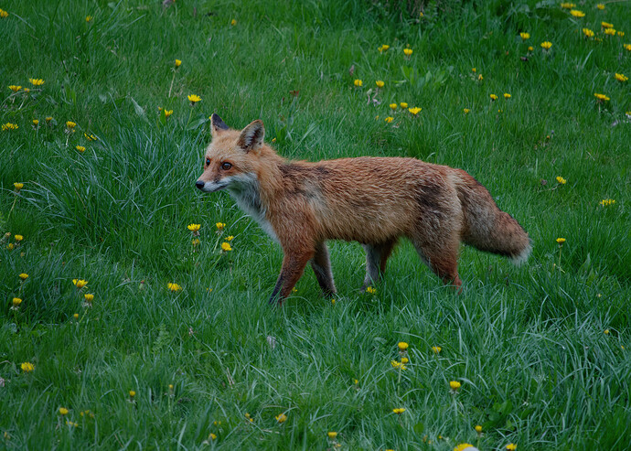 fox P1175217_DxO