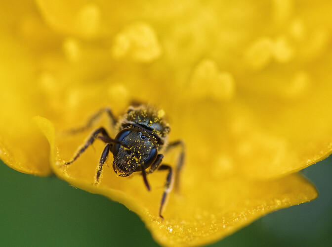 small carpenter bee P1212817_DxO