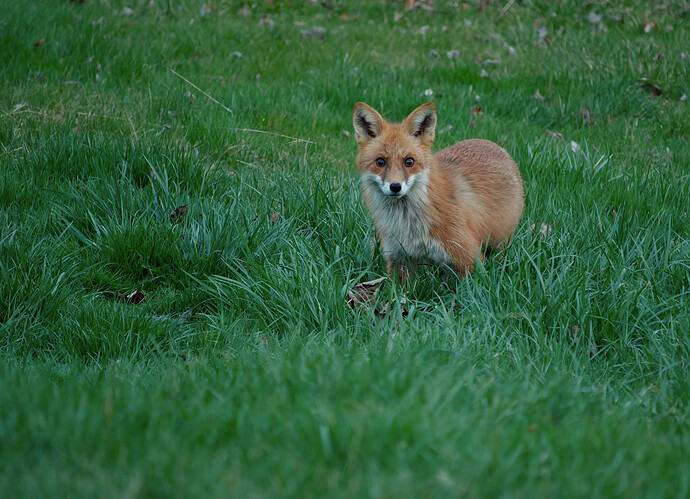fox P1162048_DxO
