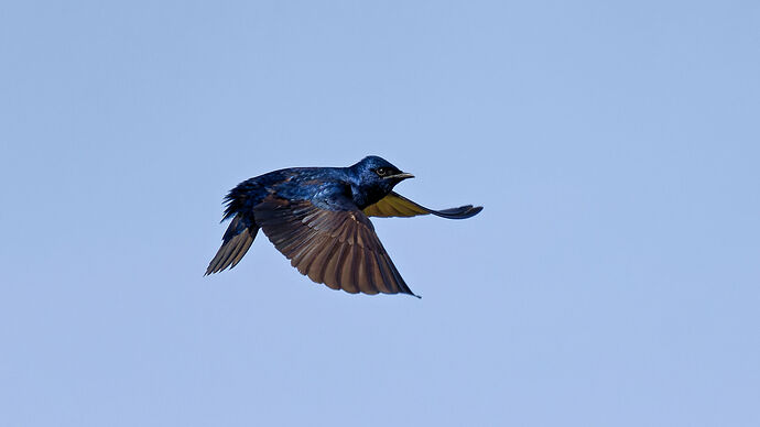 Purple Martin (Progne subis) 05