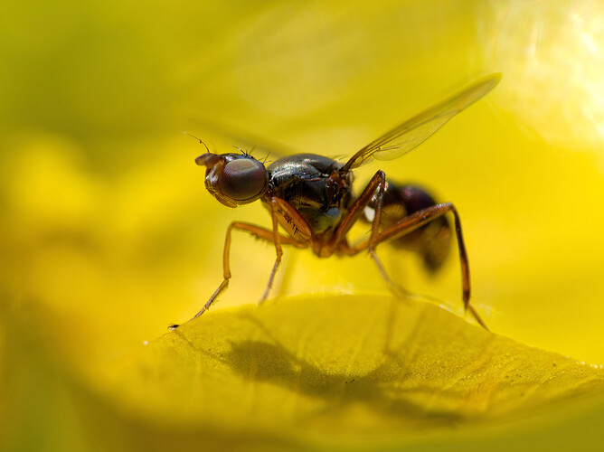 black scavenger fly buttercup P1227563_DxO