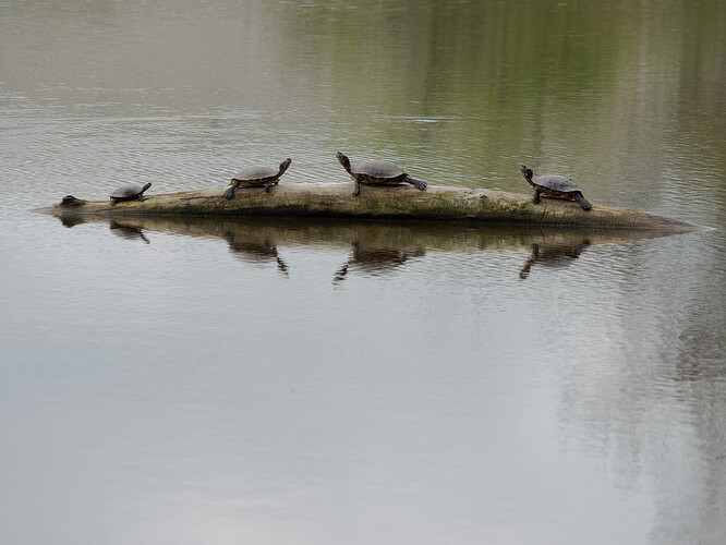 turtles black river pond P1186579_DxO