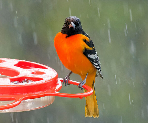 Baltimore Oriole 01