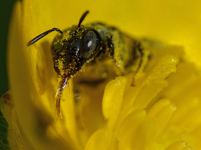 sweat bee buttercup P1227990_DxO