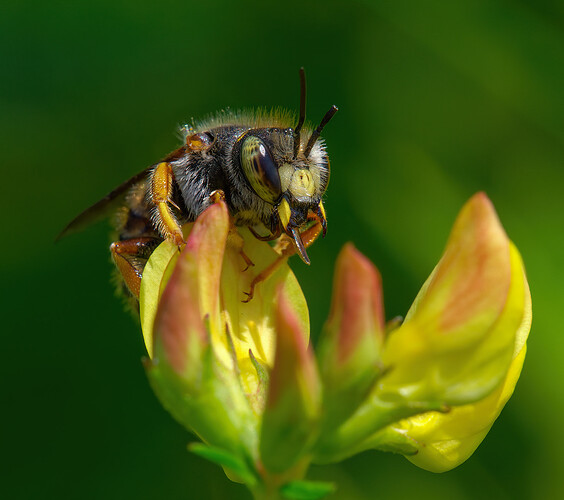 carder bee lake musconetcong P1318544_DxO