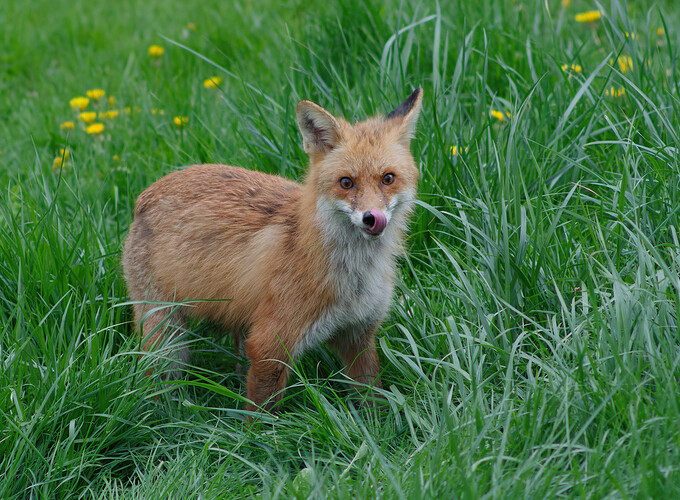 fox P1175553_DxO